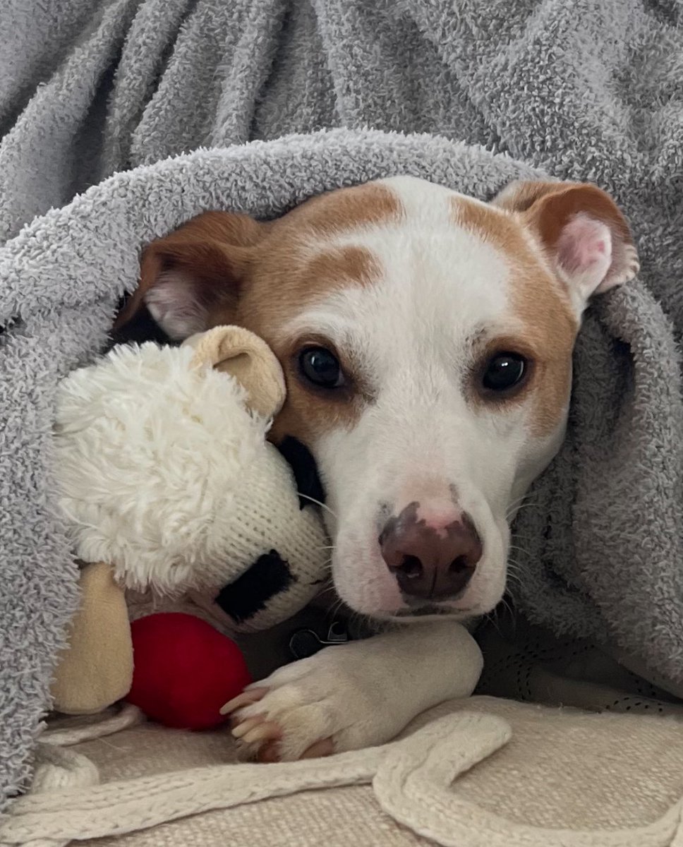 Nothing is better when there is a storm than my thunder shirt, my blanket, and my lamb chop….