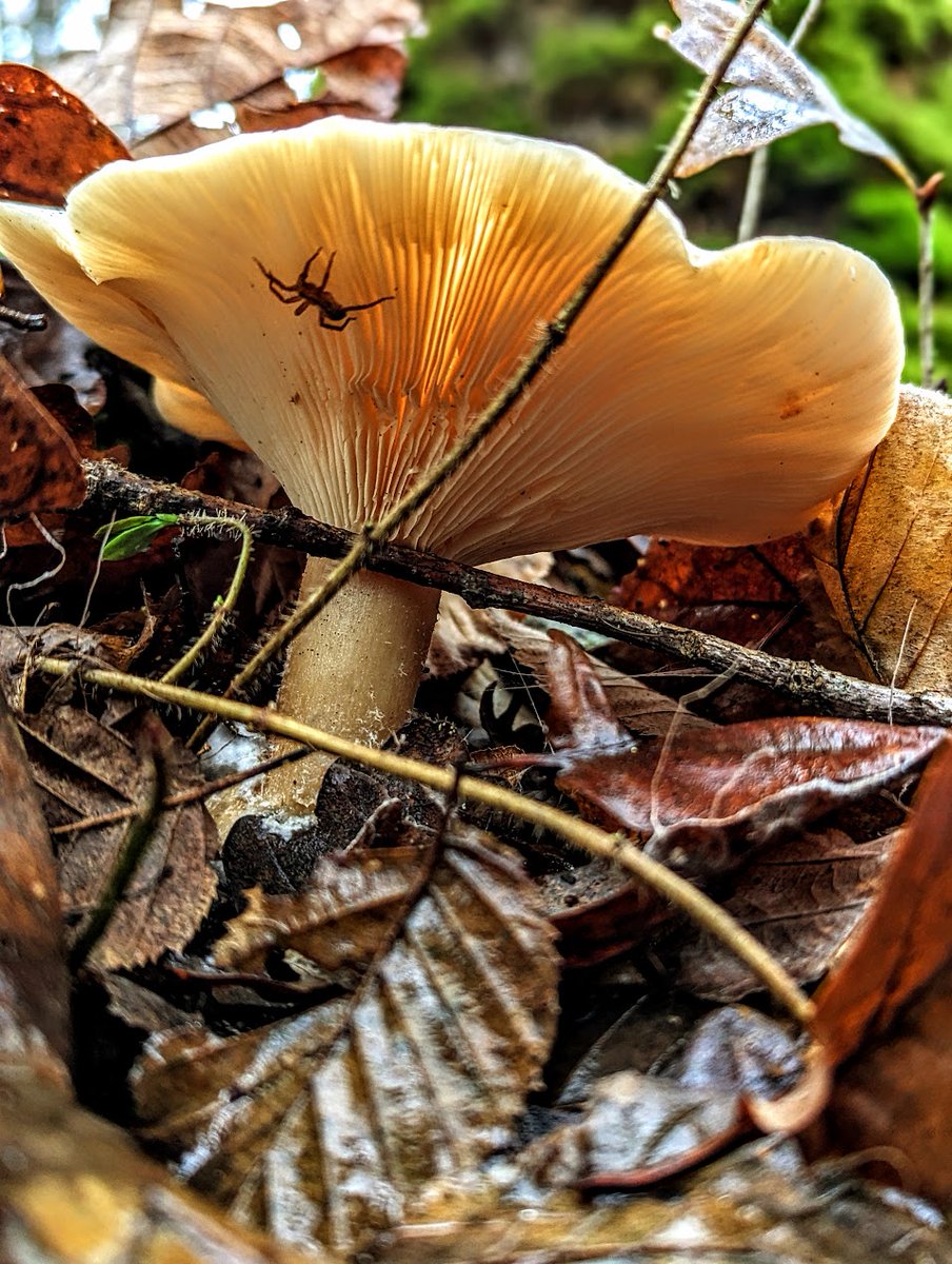 C'est la jungle / It's the jungle / Google Pixel 6, ƒ/1,85, 1/202, 6,81 mm, 369 ISO / #photographie #photography #Google #Pixel #TeamPixel #GooglePixel #champignon #mushroom #FungiFriends