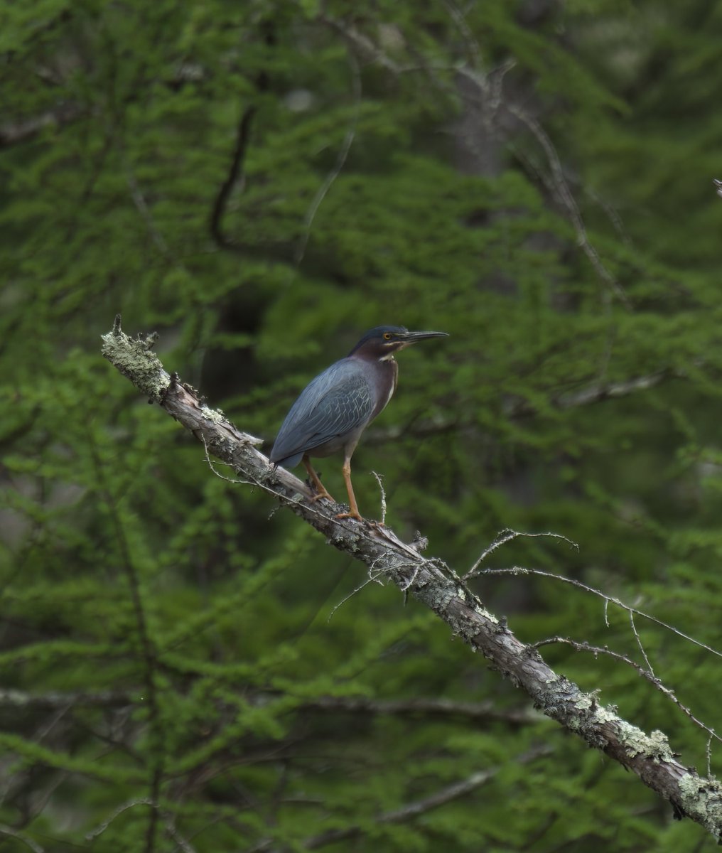 Green Heron
Edited vs Raw