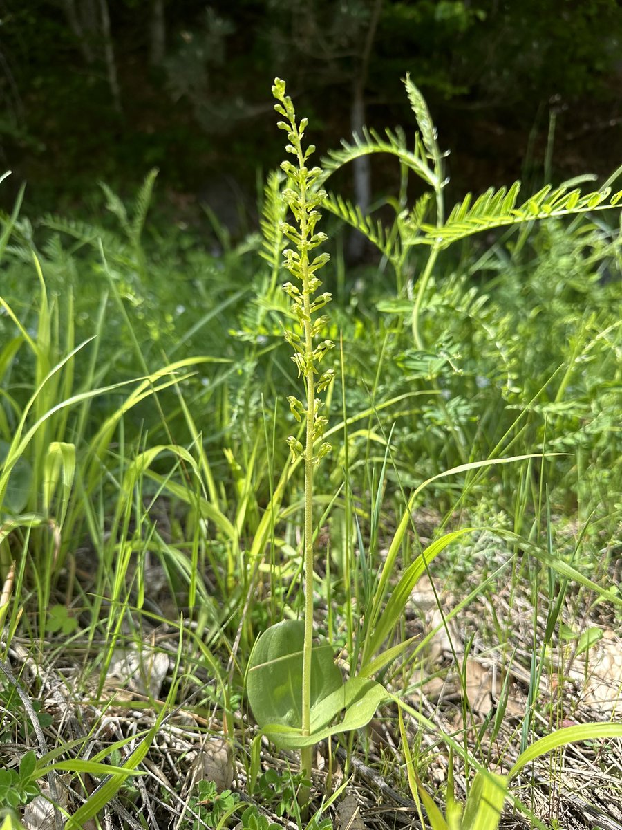 Martha Charitonidou (@marthonio_) on Twitter photo Great outing today with <a href="/EcoLab_BET/">Laboratory of Ecology - EcoLab BET</a> & friends/colleagues, around the Metsovo area, Epirus (NW Greece 🇬🇷)!Spotted lots of great #orchids in diff #habitats, but Kalopissis’ orchid was my personal favorite of the day (a former Greek & currently #Balkan #endemic). #TeamOrchids 🫶 Great outing today with <a href="/EcoLab_BET/">Laboratory of Ecology - EcoLab BET</a> & friends/colleagues, around the Metsovo area, Epirus (NW Greece 🇬🇷)!Spotted lots of great #orchids in diff #habitats, but Kalopissis’ orchid was my personal favorite of the day (a former Greek & currently #Balkan #endemic). #TeamOrchids 🫶