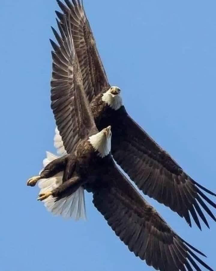 Did you know... By the age of 40, the eagle's claws become too long and supple, and it cannot grab its prey with it. Its beak becomes too long and curved, preventing it from eating. The feathers on its wings and chest become too thick and heavy and prevent it from flying. The