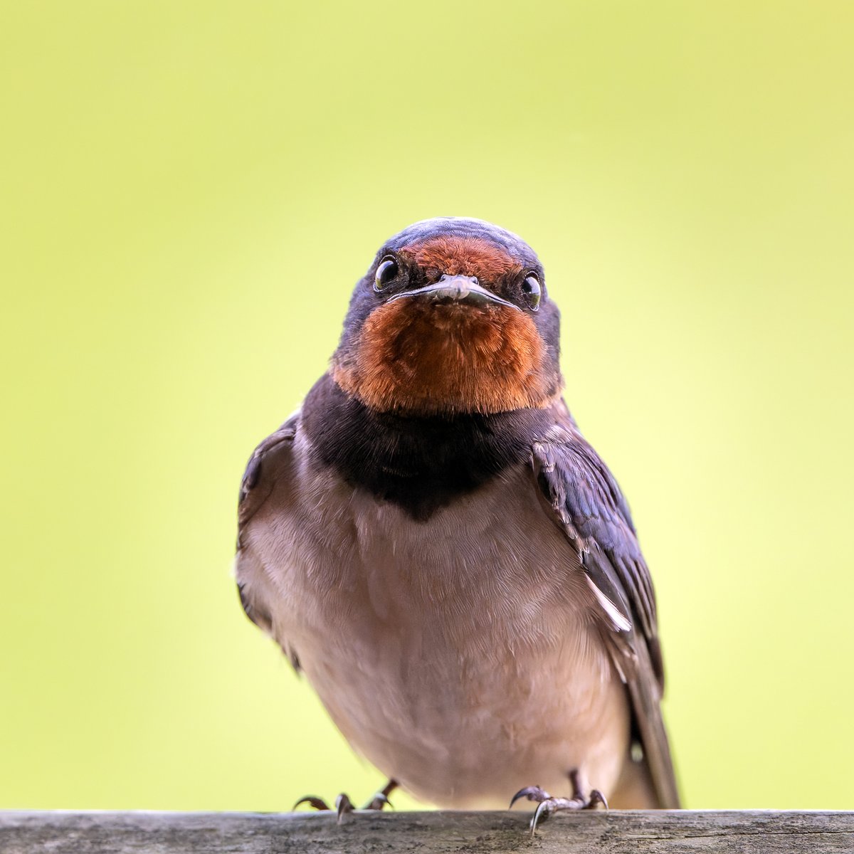 Swallows nest building in Bishop's at Cley.
This one briefly surveying the area before flying up to the rafters. #norfolk #norfolkwildlife #norfolkbirds #birding #birds #birdphotography #wildlifephotography #naturephotography #britishbirds #nwtgallery
@NWTCleyCentre
@NorfolkWT