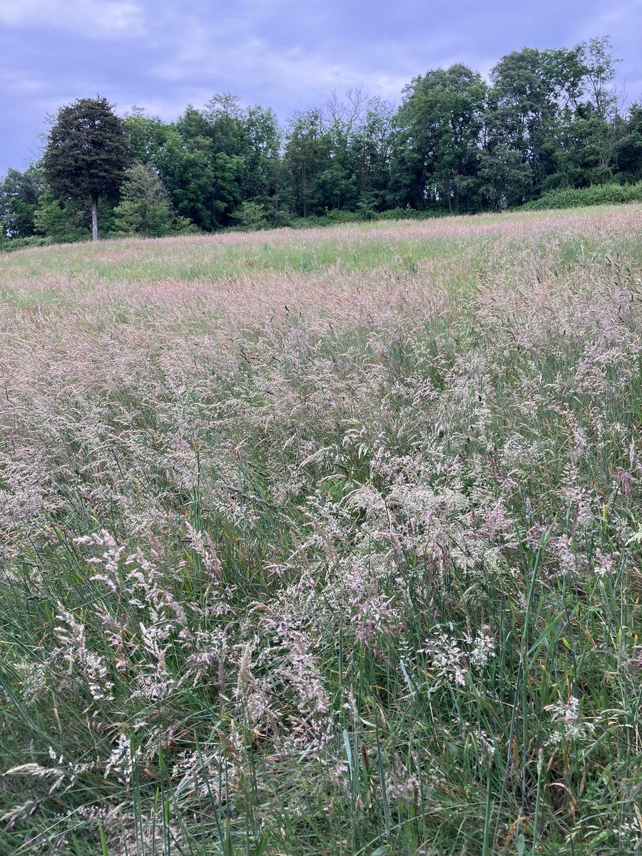 Houlque laineuse - Holcus lanatus, #Poaceae #Vivaces