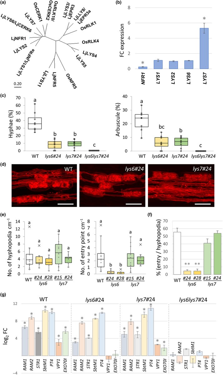Two LysM receptor-like kinases regulate arbuscular mycorrhiza through distinct signaling pathways in Lotus japonicus Fukuda et al. 📖 ow.ly/NZ7m50RWj4B