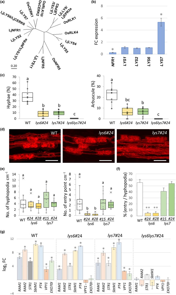 Two LysM receptor-like kinases regulate arbuscular mycorrhiza through distinct signaling pathways in Lotus japonicus

Fukuda et al.

📖 ow.ly/NZ7m50RWj4B