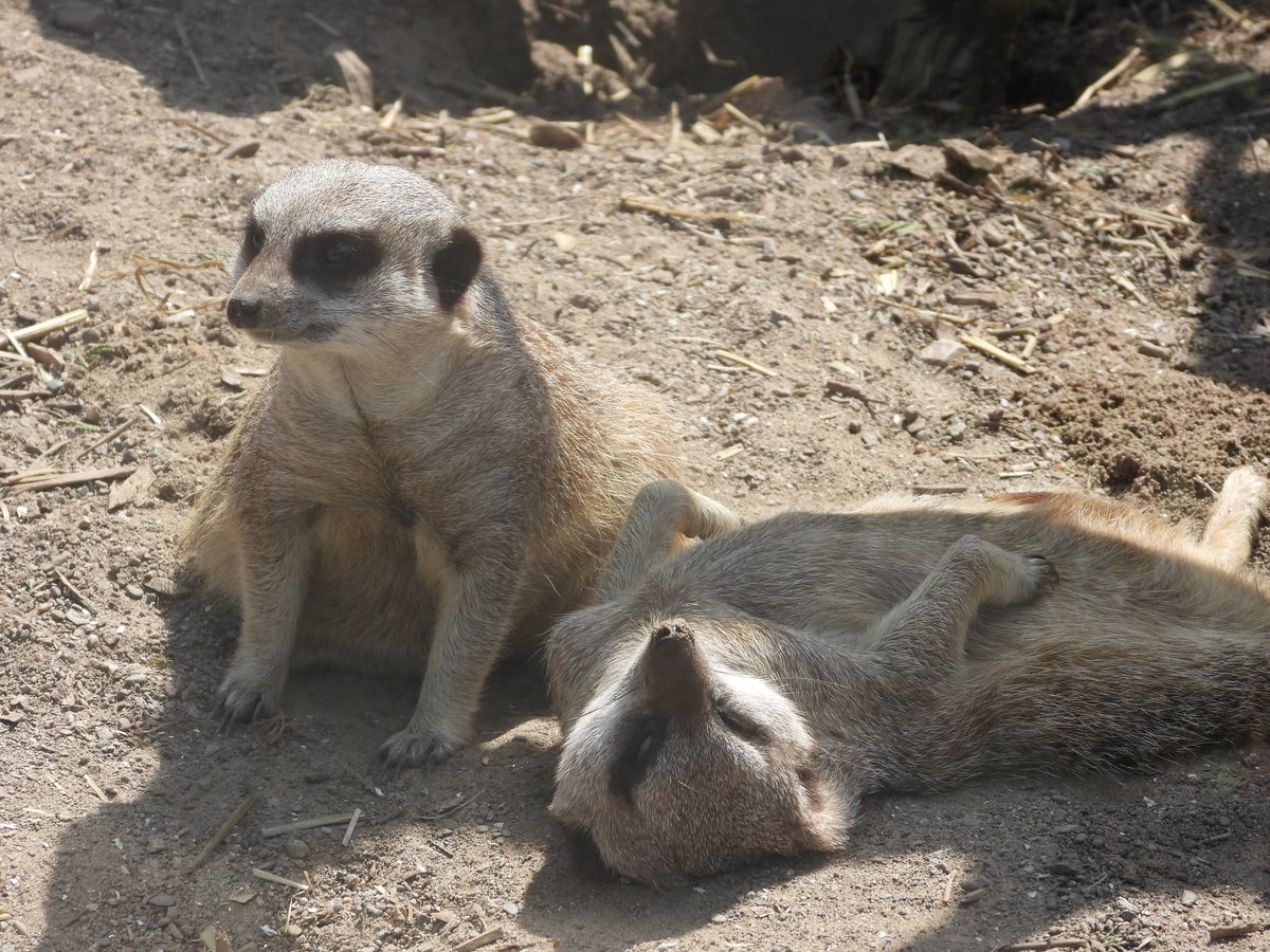 Are you ready for a close encounter with our cute and curious Meerkats? Check out the link below to find out more ⬇️ welshmountainzoo.org/animal-encount… #SupportingConservation #WelshMountainZoo #NationalZooOfWales #Eryri360 #NorthWales #KeeperPics