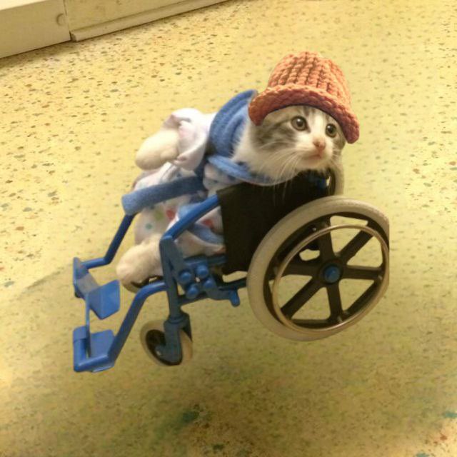 YoungNataraj's tweet photo. @blknoiz06 Well said bro,

That’s why I believe in our #wheelie project so much. This isn’t some scam to farm money from fans. 
@ETHEEEREAL and the community at @WheelieCatCTO truly want to bring representation and value to disabled communities around the world. 
We’re here long term 💎 https://t.co/3t5ka6KNUe