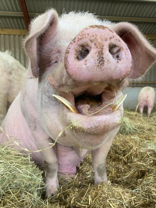 Pigoneer Pig Of The Day Lola! Look at that happy smiling face, that's the difference when your living your best life ever at @BTWsanctuary Lola knows she is safe and loved🩷 Join the Pigoneers and help support Lola and the rest of the 98 rescue pigs🐷🔽 globalvegancrowdfunder.org/pigoneer-2000-…