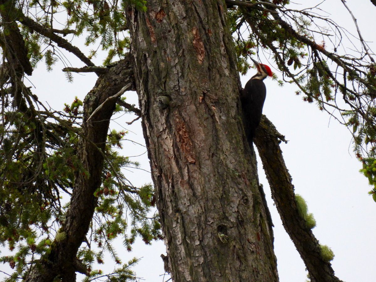Pileated woodpecker - in the trees and on the driftwood along the shore by the marina Nanaimo BC 🇨🇦 what a wonderful birding and nature therapy weekend 🥰 it’s such a beautiful place! The trails with Maldrone trees are like a magic land - I could live there forever! 😄✨💚✨