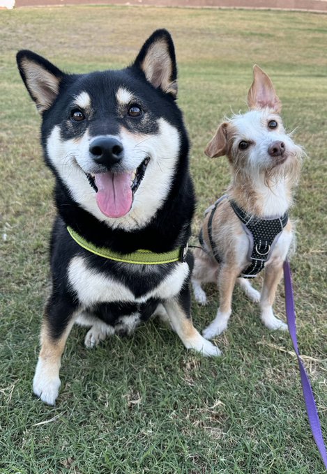 @scum_art Avocado recently became best buds with our friends dog named Grizzwald! This is one of the<a class="tags" target="_blank" title="On Twitter" href="/?out=eyJ0eXAiOiJKV1QiLCJhbGciOiJIUzUxMiJ9.eyJpYXQiOjE3Njc5OTI0NzgsImlzcyI6InR3cG9ybnN0YXJzLmNvbSIsIm5iZiI6MTc2Nzk5MjQ3OCwiZXhwIjoxNzk5NTI4NDc4LCJyZWRpcmVjdF91cmwiOiJodHRwczovL3guY29tL3NjdW1fYXJ0In0.SuCQhXj3hbDeglG2bL3H3ZdebOs-fCKUJVyQolrqP4D2sMtjKWcQ3x0FKpn9Dczdx5OswalIrEXPT4zTiSXEww">@scum_art</a><a href="/tag/eldenring"class="tags"><span>#eldenring</span></a><a href="/tag/rannithewitch"class="tags"><span>#rannithewitch</span></a>