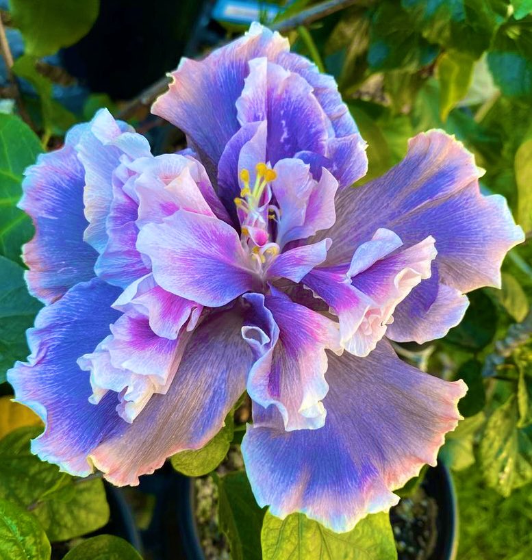 ‘Marianne Charlton’ hibiscus 🌺 deserves a spot in your garden/house 💜🩷🤍