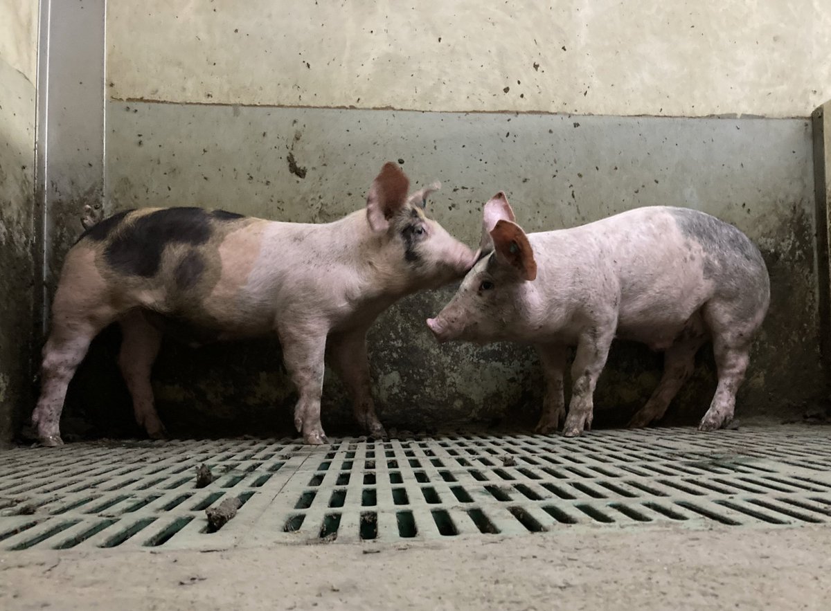 2 nieuwe Zoekvriendtjes uitgezocht ❤️ Nu nog 2 Toffe namen