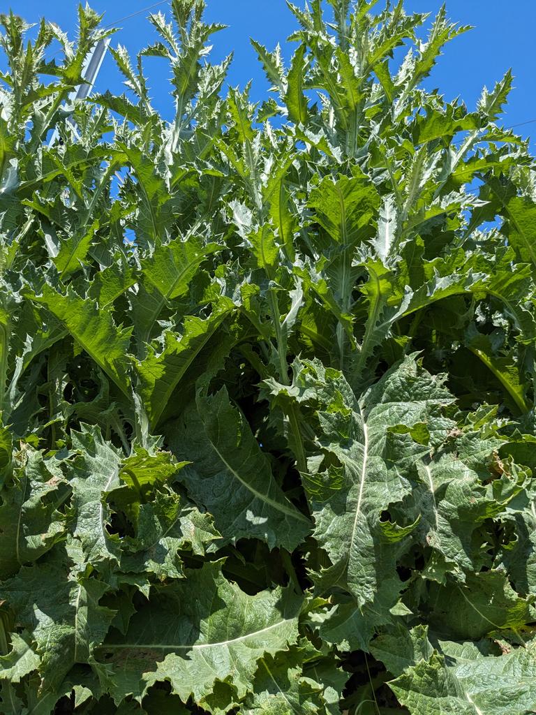 무서울게 없이 힘차게 자라는 엉겅퀴
씩씩하네요.