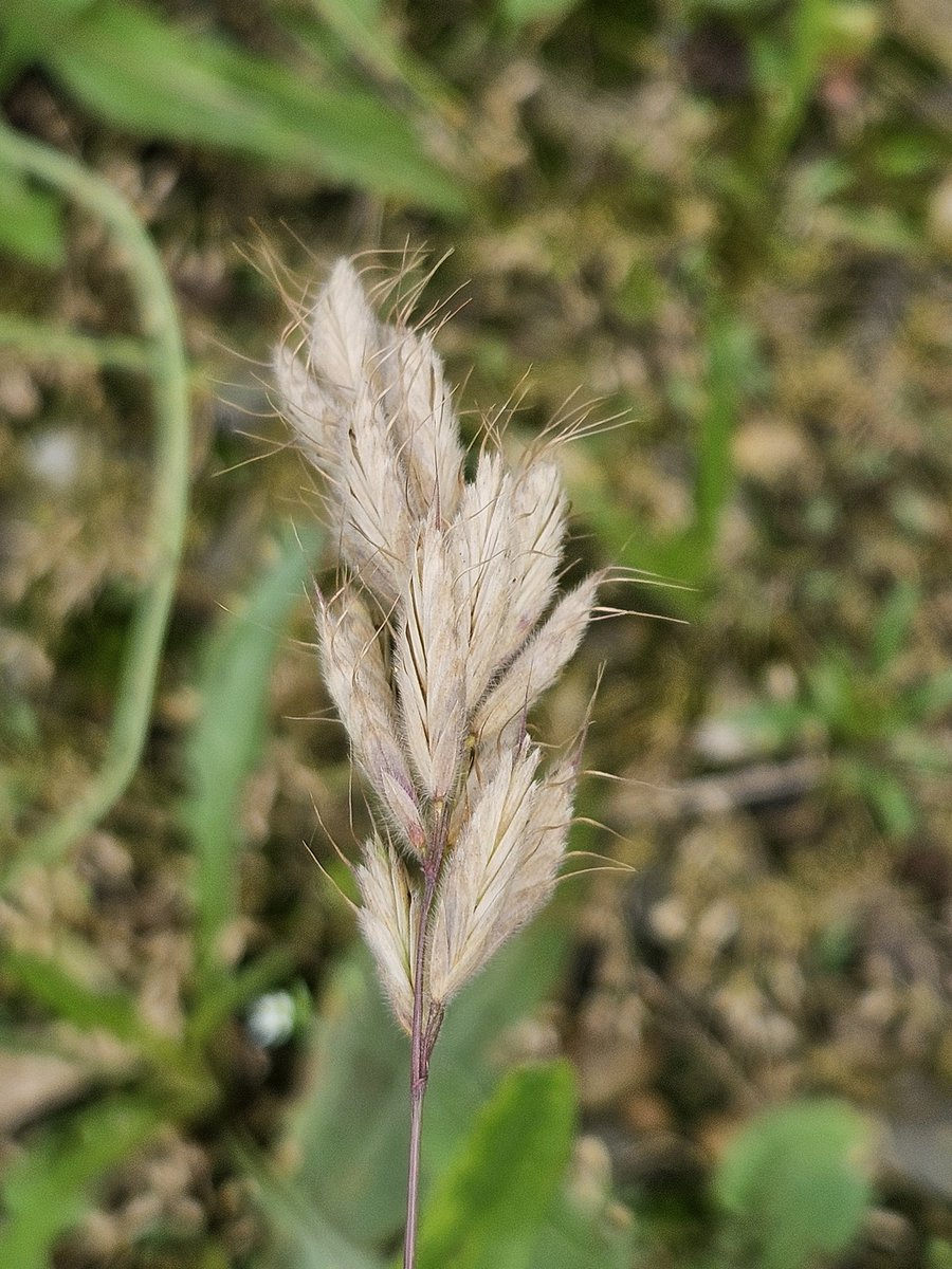 Super! Bromus alopecuros, nieuw gras voor Nederland! Gevonden in #Limburg dit weekend. Materiaal verzameld voor Naturalis. <a href="/waarneming/">Waarneming.nl</a> <a href="/ndff/">NDFF</a> @FLORONNederland