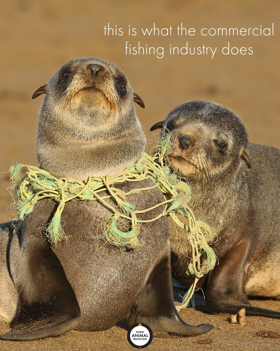 Made of nylon and plastic, ghost gear takes centuries to break down and can drift in the ocean for many years trapping, injuring and killing marine animals with turtles, seals, whales, sharks and seabirds high in the death toll. 💔