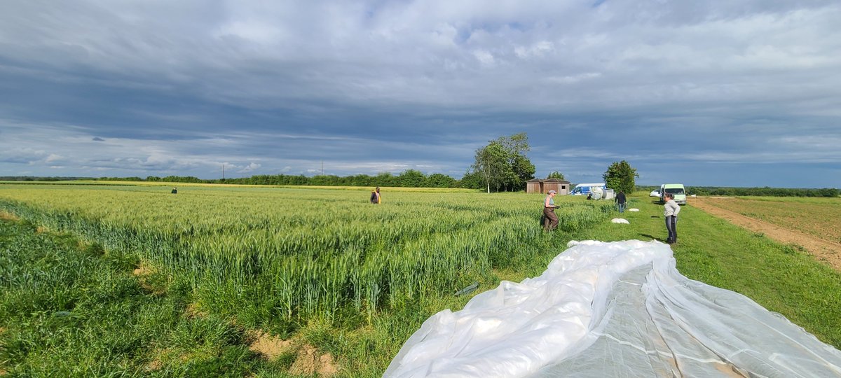 arvalispatho's tweet image. Inoculation puis bâchage d&apos;un essai brumisé #Microdochium VS #blédur à Boigneville @Arvalisofficiel.  Objectif: favoriser la présence de la maladie pour évaluer des #biosolutions &amp;amp; co. + des conditions propices à venir...🌧️⚠️dans les parcelles agri! Merci à l&apos;équipe de choc 😃