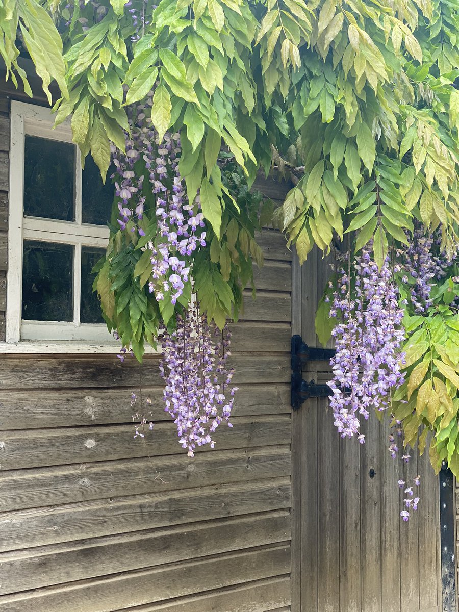 deliagolds's tweet photo. Such gorgeousness @HidcoteNT today. In between showers and glorious warm sunshine this garden is divine #chippingcamdem  #nationaltrust #may2024 #daysout #countrysideuk https://t.co/s2ouGjQAiq