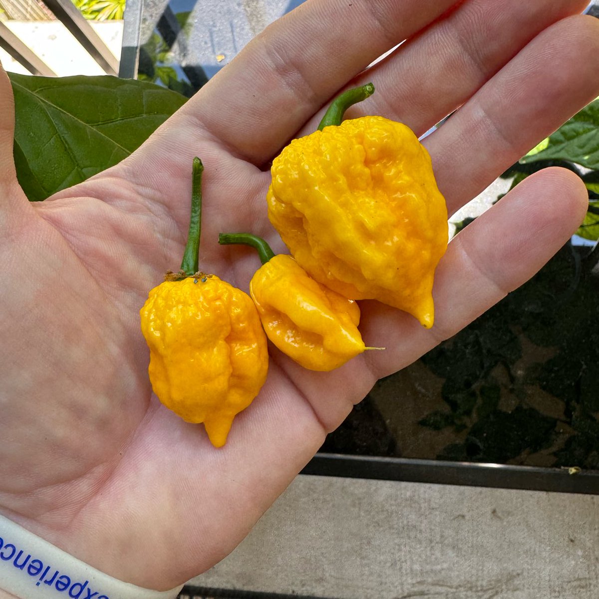PhishySwede's tweet photo. I grew these California Reapers. Over 1,000,000 SHU
๐ฅต๐ถ๏ธ๐ #carolinareaper #pepperhead https://t.co/ErUzPYeOp8