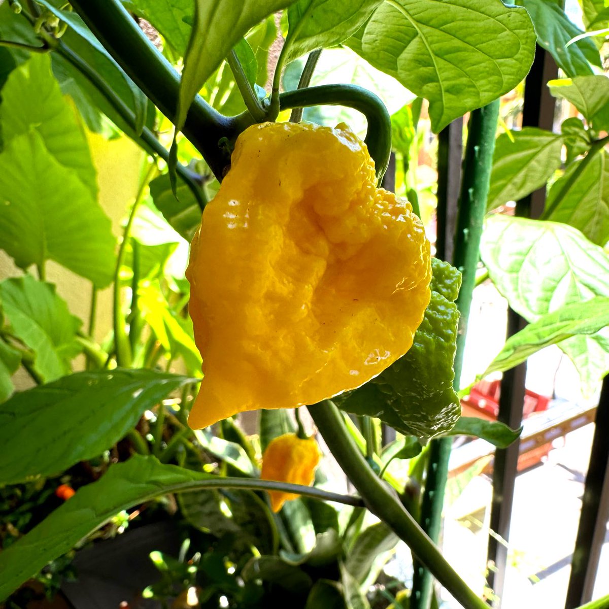 PhishySwede's tweet photo. I grew these California Reapers. Over 1,000,000 SHU
๐ฅต๐ถ๏ธ๐ #carolinareaper #pepperhead https://t.co/ErUzPYeOp8