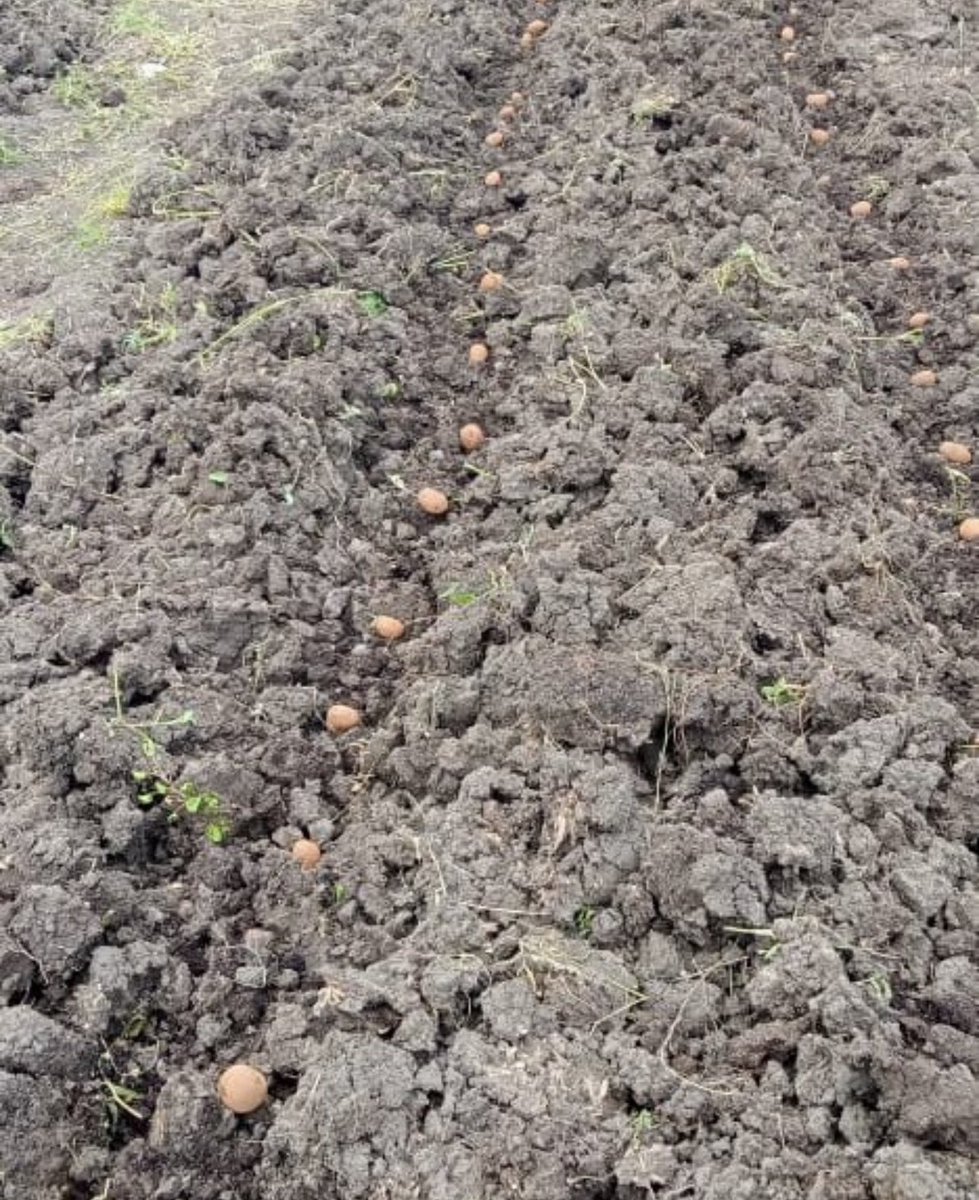 🌱Exciting news from our Nanyuki R&amp;D field! We’ve planted a quarter-acre of Unica potatoes. 🥔 With a planting rate of 800-1,000kg/acre, we’re diving into the challenges and insights of this crop. Prepping for large-scale production later this year. Stay tuned! 💚 #UnicaPotatoes