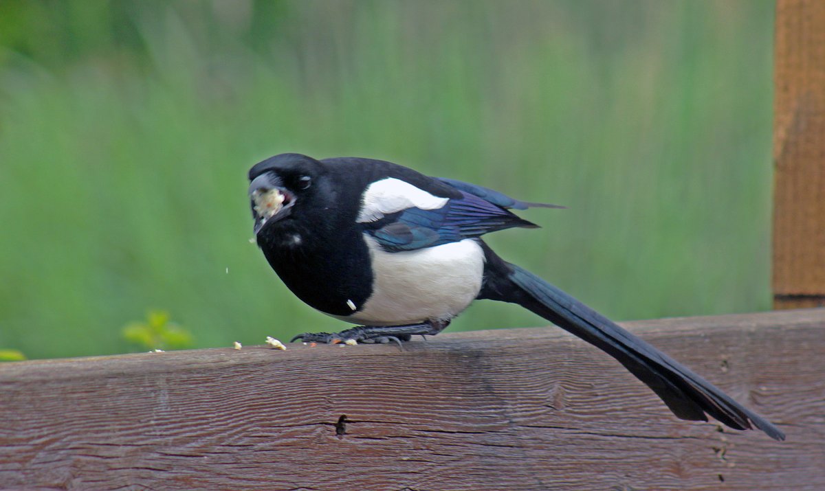 It was a cloudy breezy #BankHolidayMonday ☁️as I took Lizzie for her walk today🐶along the public footpath & through the Hampton's in #WorcesterPark Surrey @Team4Nature @WildLondon @Britnatureguide @RSPB_Richmond @30DaysWild @BBCSpringwatch @NationalRobin  @BTO_GBW @SongBirdSBS