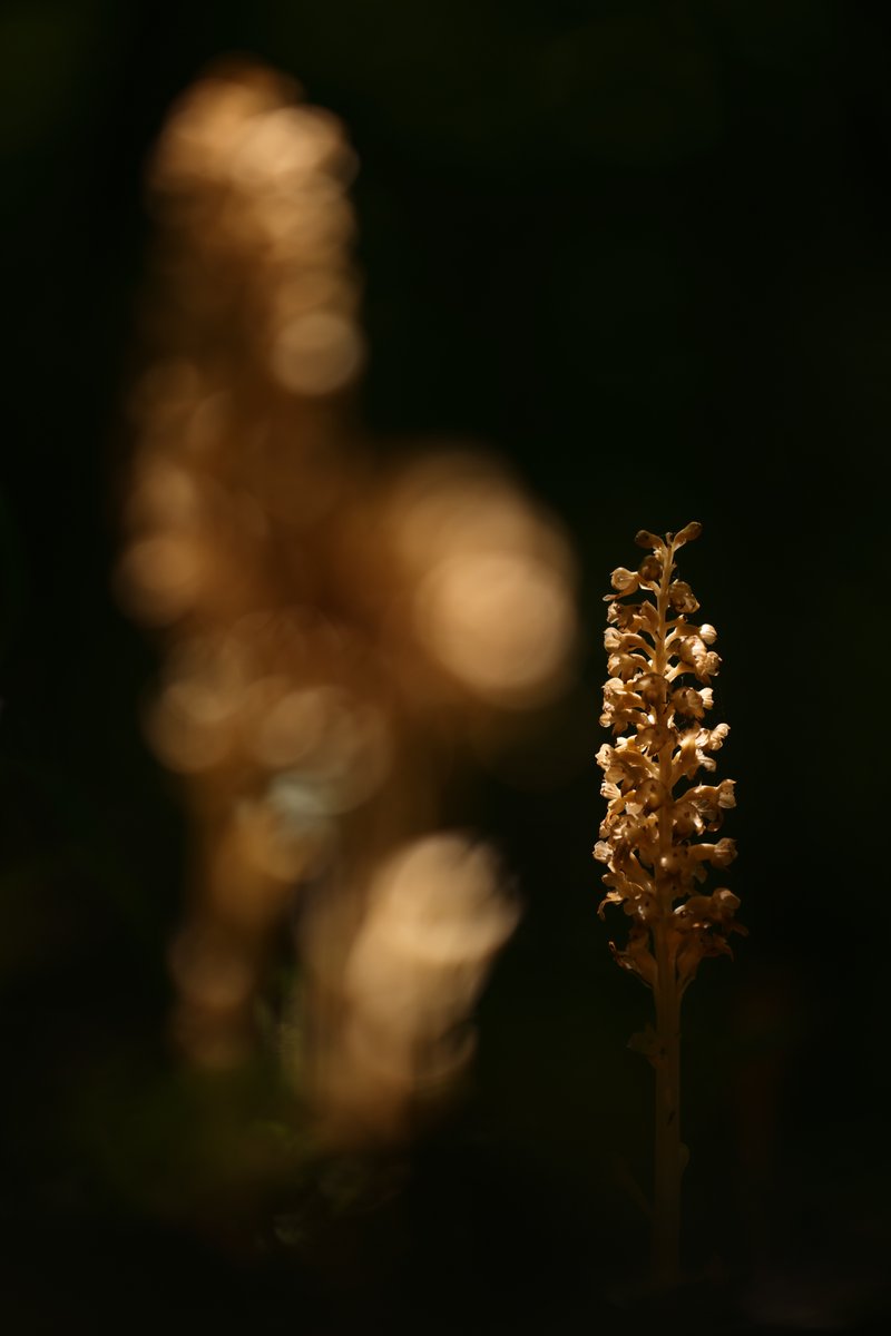 Bird's Nest Orchid