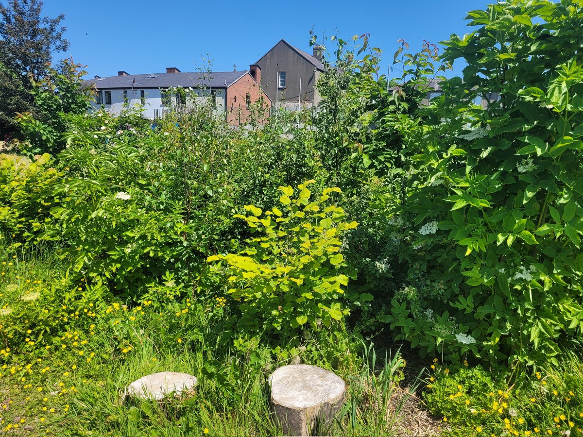 People have asked what they can do to help make a difference. Pocket Forests help communities improve urban spaces by growing pockets of native trees &amp; regenerating soil by repurposing waste materials. Help them plant one in Ballymun by donating below!

tinyurl.com/yc44abt6