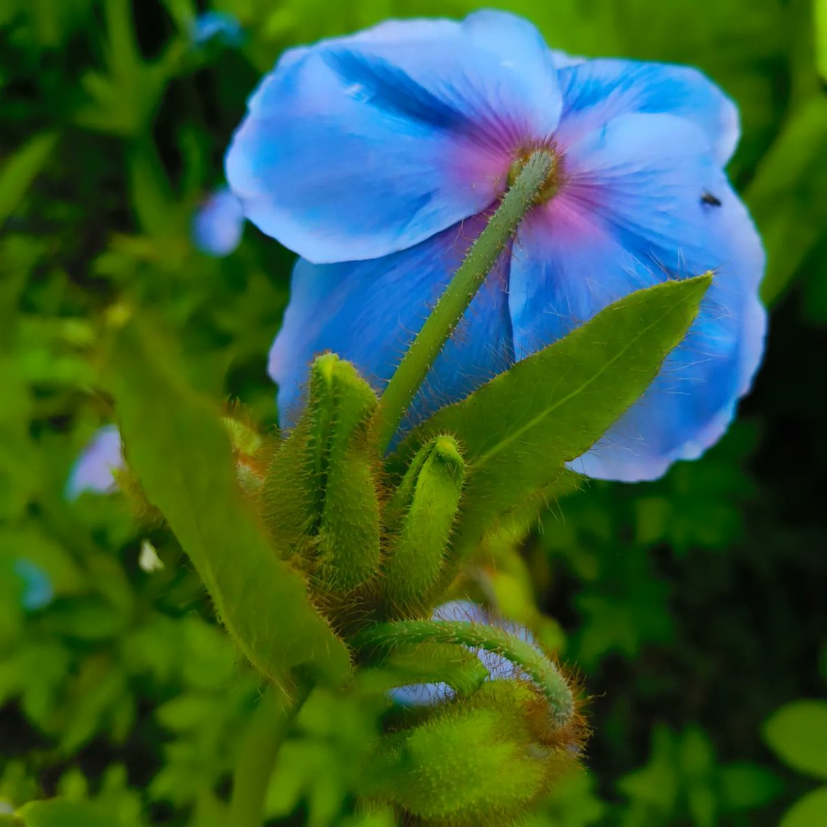 clairedonlan's tweet photo. Meconopsis at Rowallane Gardens 
@NationalTrustNI https://t.co/SaKAmOY4BE