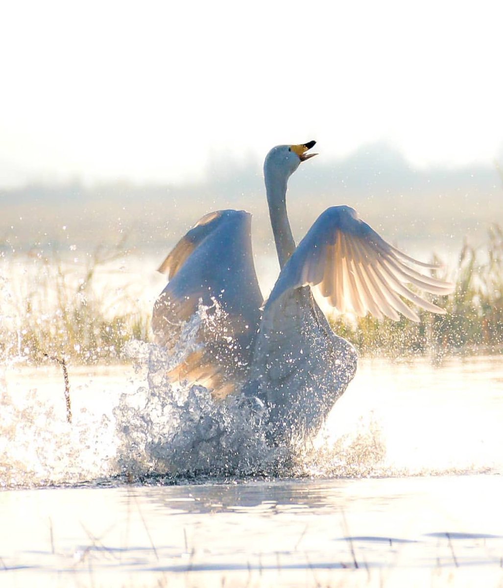 _samirasalari_'s tweet photo. New item drop at @rarible 🔥📸🕊️
Look what I found! White swan 🦢 collectible https://t.co/cC9EKt7V4n #rarible via @rarible 
#Nft #NFT_Shill #nftarti̇st #NFTCommunitys #Nftcollector #Art #Crypto #photographers #photographylovers #swan #Birds #NFTfamily https://t.co/3XzakwmDor