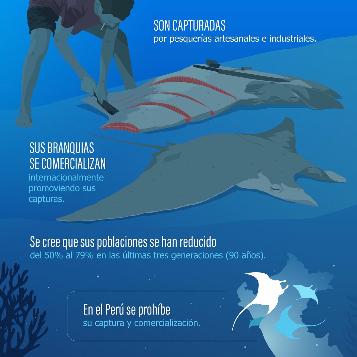Co_Tiburon_Peru's tweet photo. Conoce a la manta raya oceánica y descubre que el norte peruano representa uno de sus habitats críticos más importantes a nivel 🌎. 
Cuidemos nuestros tesoros 🌊. 

@pudu_ilustrado PUDÚ 
@IUCNShark IUCN SSC Shark Specialist Group https://t.co/8xWnLZSIQ3