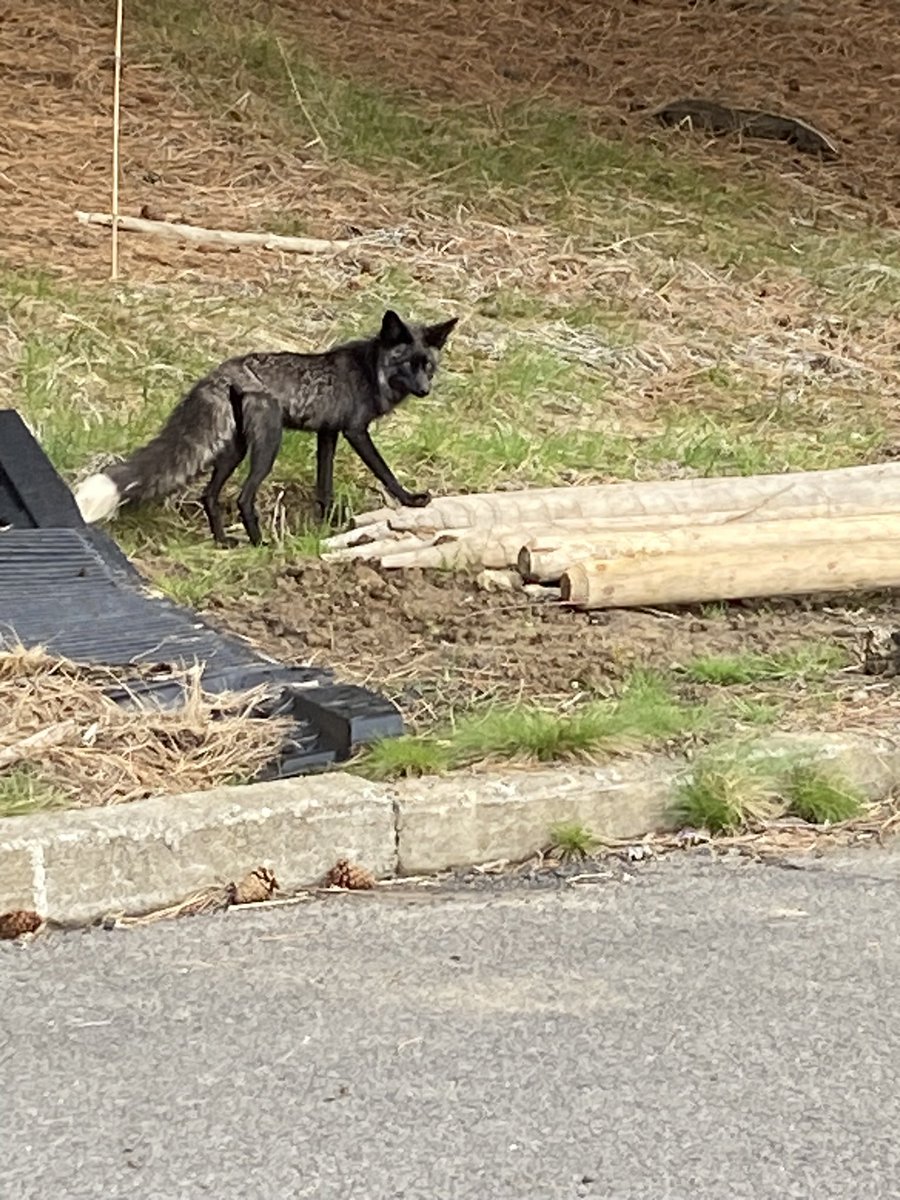 sweetleeft's tweet photo. Saw this black fox at work https://t.co/gIEflgowwp