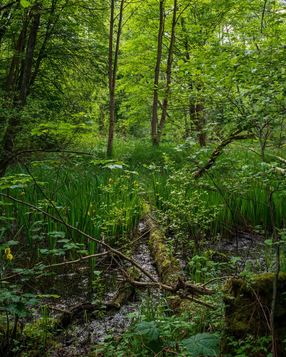 📷 1/125 sec at f/14, ISO 1600, 36 mm Standard Zoom #dan23freedom
#germany #nordrheinwestfalen #trees #ilovetrees #tree_magic #naturephotography #nature