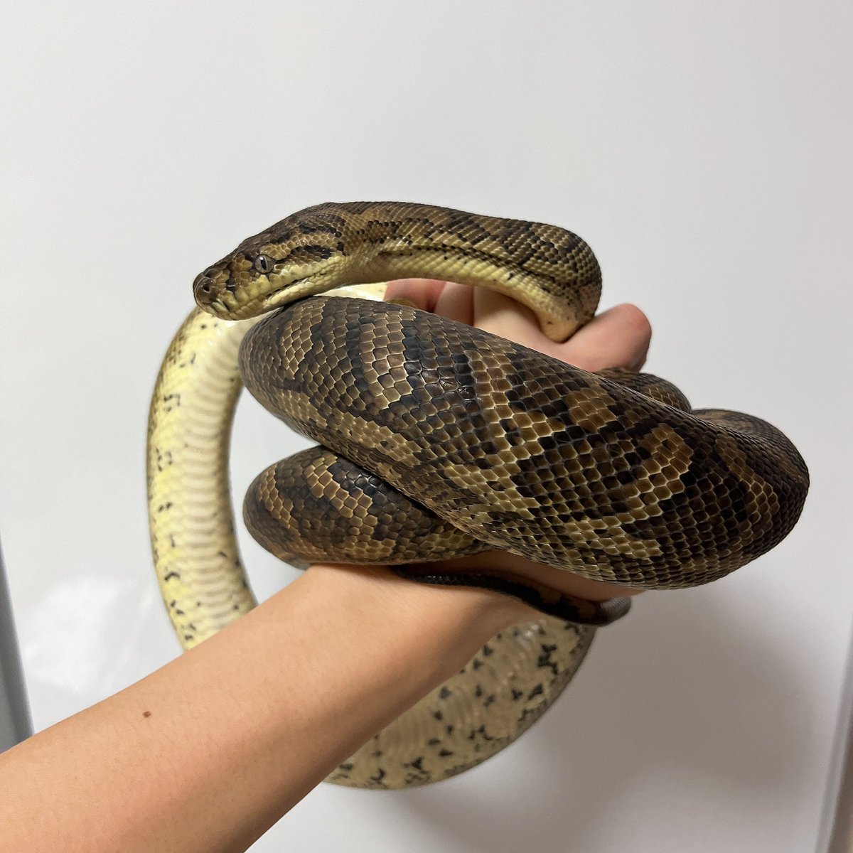 miku970624's tweet photo. 一応、うちにはカーペットとオリーブもいますのよ……??🐍🐍🐍
フルムーン要員🌕🤍
オリーブも早く︎︎ ♀と巡り逢いたいね
 #カーペットパイソン  #Morelia
 #オリーブパイソン  #Liasis https://t.co/Y6Q8Lyma7h