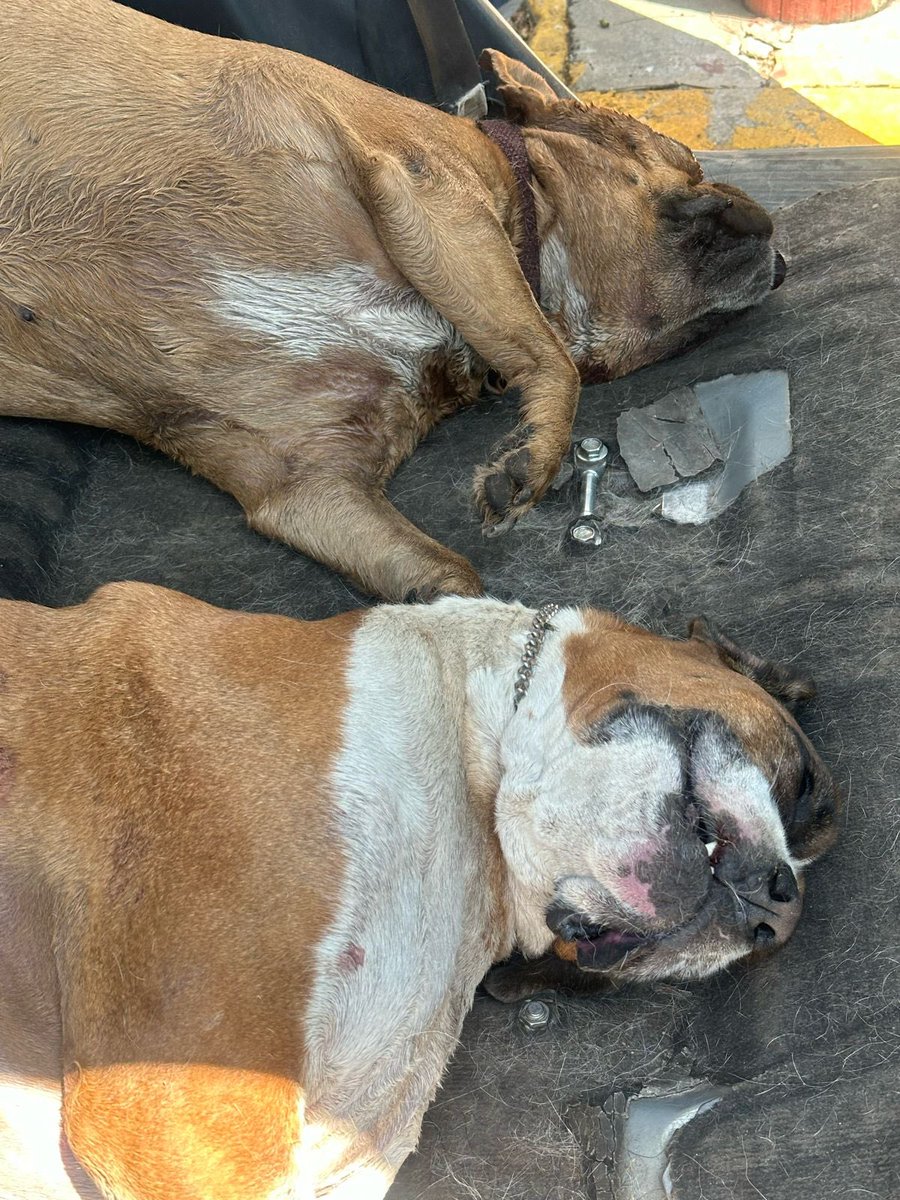 En marzo Nala y Tango fueron dejados en pensión en Doggy City, que regresó a ambos MUERTOS a los 4 días, con claros signos de maltrato.
Necesitamos que nos ayuden a hacer presión con RT y arrobando para que los tiempos judiciales no se dilaten y se haga #JusticiaParaNalaYTango!