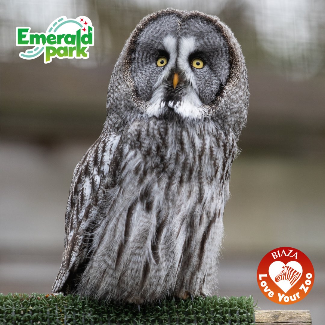 emeraldparkirl's tweet photo. Today marks the beginning of @BIAZA Love Your Zoo week 🐾
This year's theme is ‘Animal Champions’; celebrating the wonderful animals in our zoo and the people who help make a difference ✨ Which animal in our zoo is your champion? 💭
#AnimalChampions #BIAZA #LoveYourZoo #LYZ https://t.co/Og4qTRfYiT