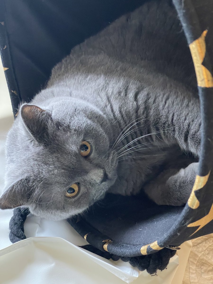 Knocked over the laundry basket and it’s mine now 😹💜#Duke