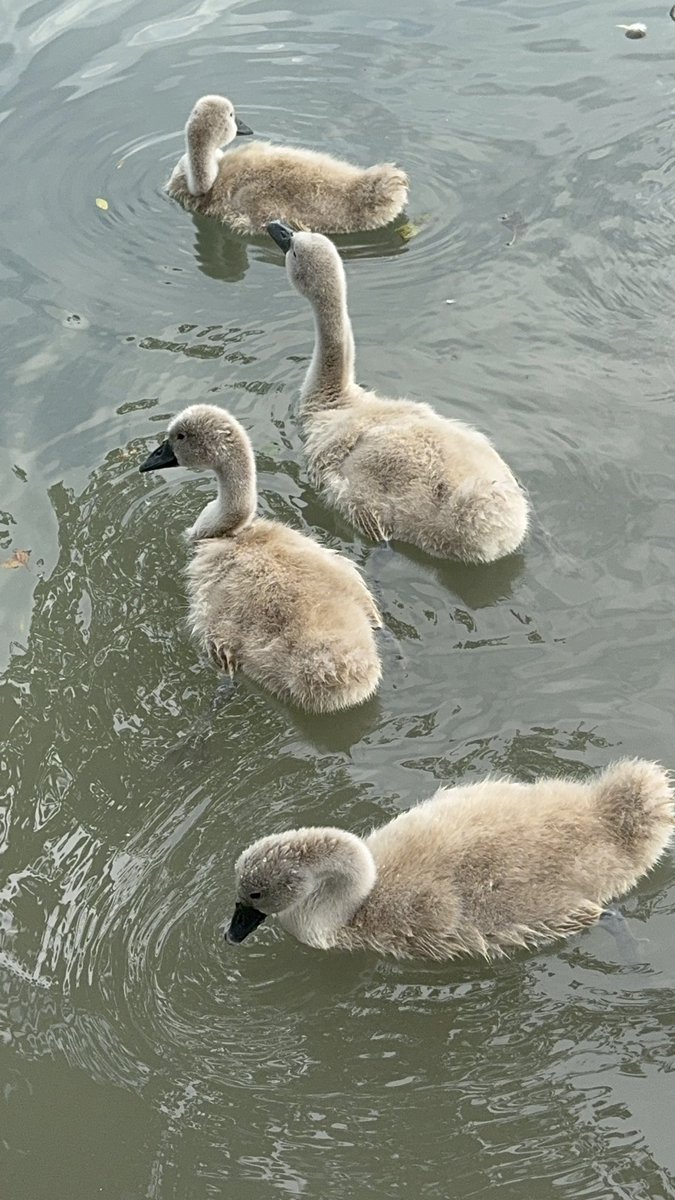 Les petits cygneaux et leurs parents cet fin d’après-midi. Ils n’ont pas encore un mois #cagnessurmer #CotedAzurFrance @VisitCotedazur @cagnesinfo