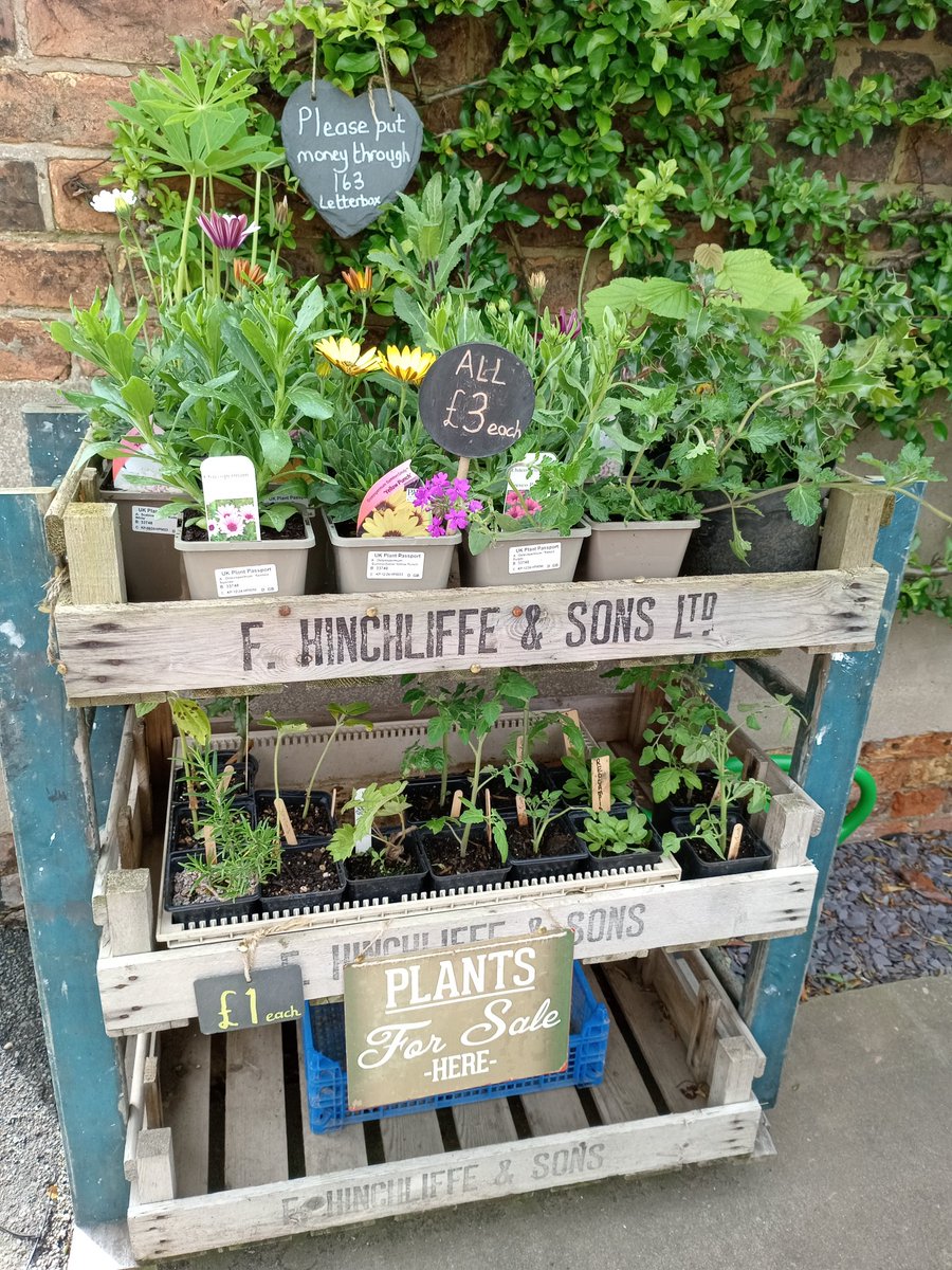 Plants for sale at the side of my cottage 163 High Street Hook Top shelf perennials (plants that will reappear and grow back every year) £3 per pot. Middle shelf #bargains all pots £1 each #lastfew sunflowers, tomato plants, red campion #peatfree Grab them whilst you can!