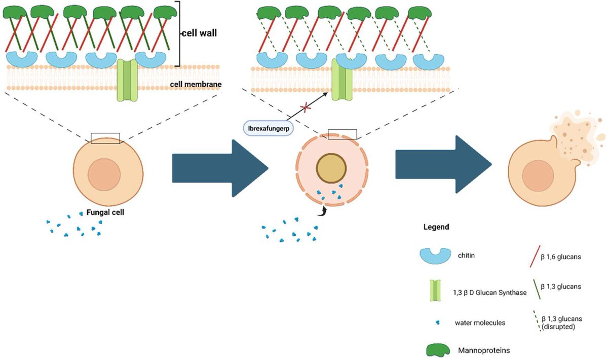 #Ibrexafungerp: a narrative overview.

• Ibrexafungerp is a novel antifungal drug that inhibits fungal cell wall synthesis.
• It has activity against #Candida & #Aspergillus spp., including resistant strains.

sciencedirect.com/science/articl… #OpenAccess