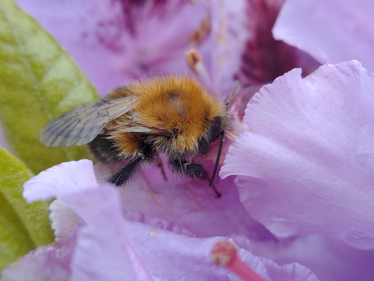 @monkbonk #macromonday #bees #insects #nature #wildlife