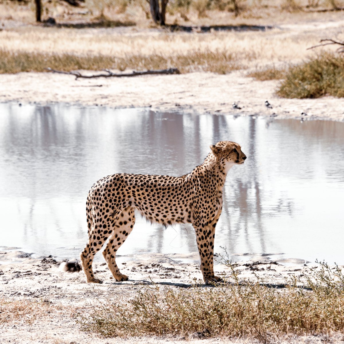 The cheetah, Acinonyx jubatus, world's fastest land mammal. 

98km/h (61mph) in a zoo... 
93.24km/h (57.9mph) in the wild...

Either way, very fast, and currently supported by our Wildbook.

<a href="/T4Cinc/">Tech 4 Conservation</a> <a href="/WildMeORG/">Wild Me</a>