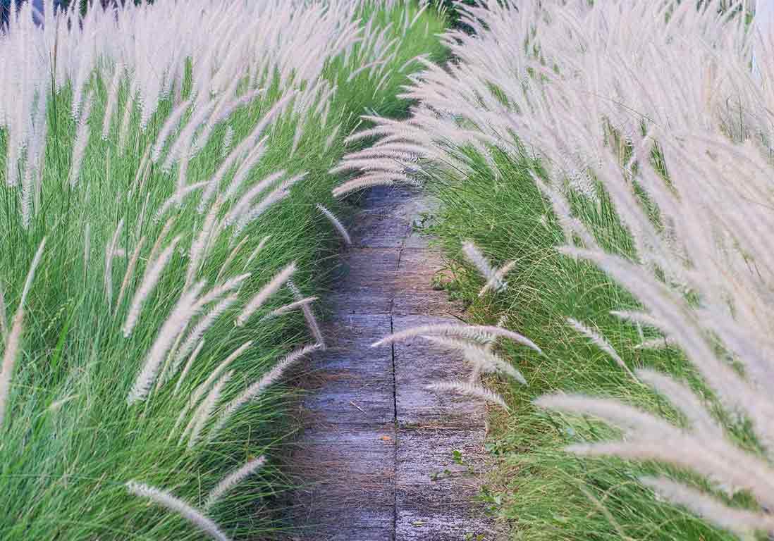 🔵 Un jardin de graminées beau toute l'année dlvr.it/T7Src9