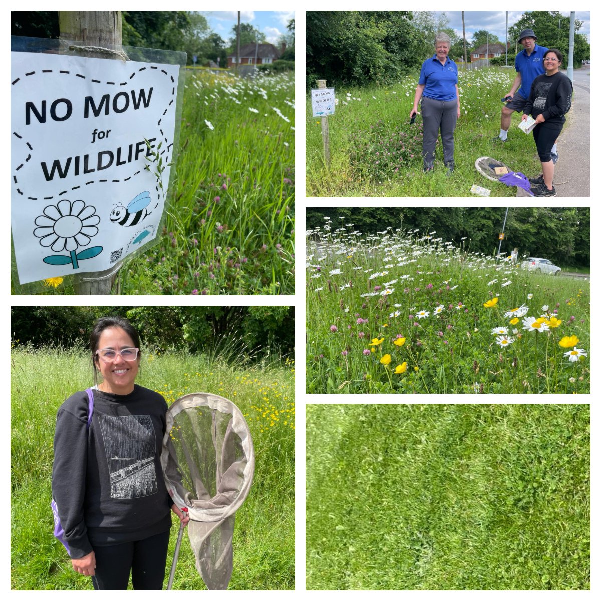 Amazing wildflower and insect survey at 3 of our verges on Saturday. Still collating results, identifying insects spotted (so many species of hoverfly in the UK!) plus 4th verge to complete, but benefits to biodiversity vs mown grass clear to see 🌺🐝💚
#WildflowerVerge