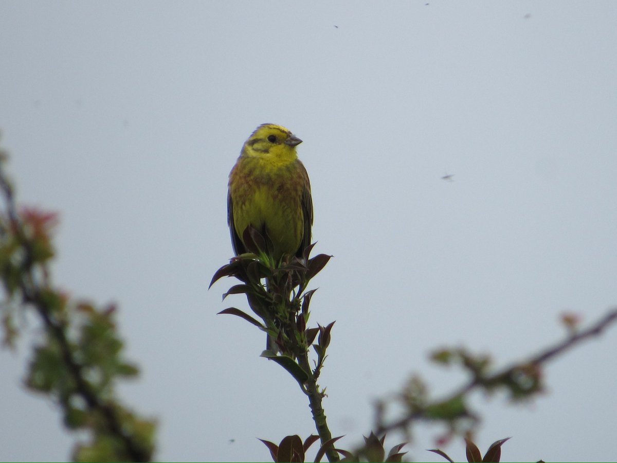 Corn Bunting & Yellowhammer, both sadly declining birds, certainly around where I live so it was great to see them thriving this morning near Thornborough 😀 @nybirdnews @NosterfieldLNR @teesbirds1