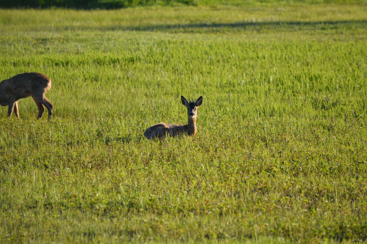 🦌 Wildlife on the West Links! We’ve been joined by a few spectators taking in the action on the 9th hole …