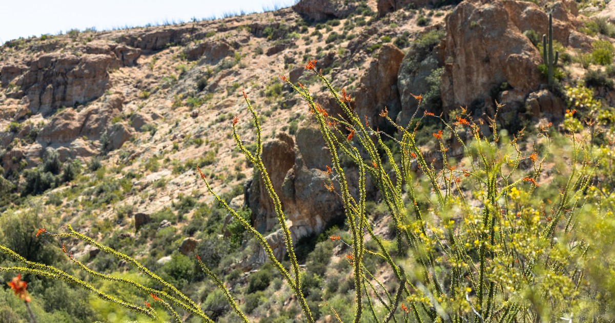 Boyce Thompson Arboretum tweet media