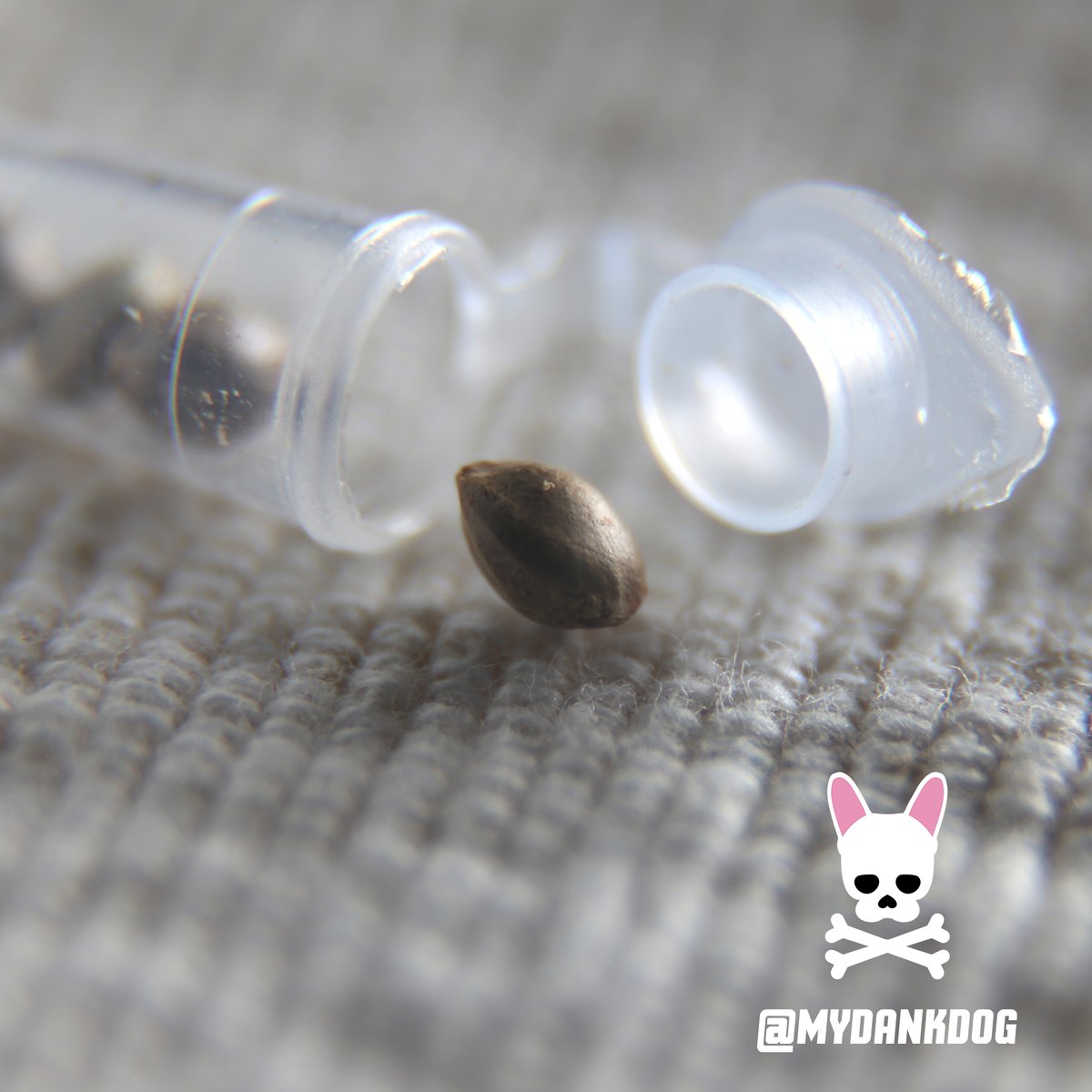 New Magic Beans. These ones have a superpower. Can you guess what it is? #weed #cannabis #thc #cbd #sativa #indica #terpenes #autoflower #trichomes #growmies