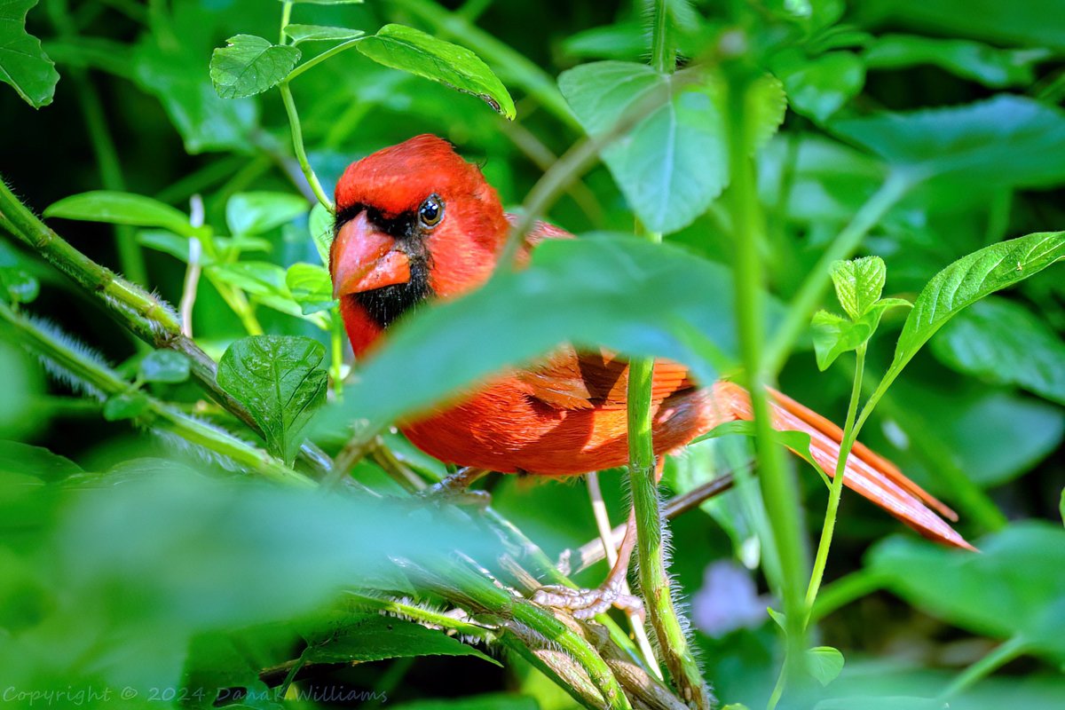 This Male Northern Cardinal was flitting around in the undergrowth.

A Fujifilm X-T4 camera with an XF 100-400mm OIS f/4.5~5.6 lens was used to capture this moment @ 107mm, f/4.6 1/125 sec, ISO-1000, DSCF0985 #naturephotography #fujifilm #birds #cardinalbird