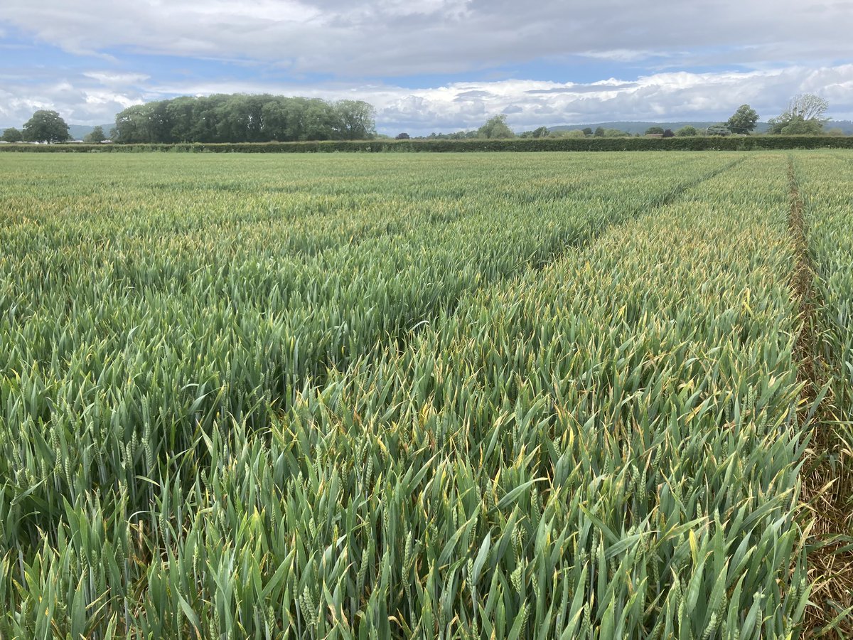 Hard to believe we’re seeing striking differences in septoria control already in this Oct sown Saki in Herefordshire - the tips of the flags hit as they started to emerge 3 weeks ago in untreated plots. @ADASGroup @ChloeMo95 @rebecca_joynt @IsabelleSimsPhD @ADASRosemaund