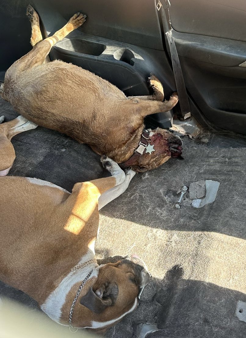Nala y Tango fueron dejados en pensión en Doggy City, que regresó a ambos MUERTOS a los 4 días.
Necesitamos que nos ayuden a hacer presión arrobando a <a href="/FiscaliaCDMX/">Fiscalía CDMX</a> <a href="/XochimilcoAl/">Alcaldía Xochimilco</a> <a href="/PAOTmx/">PAOT</a> para que los tiempos judiciales no se dilaten y se haga #JusticiaParaNalaYTango!